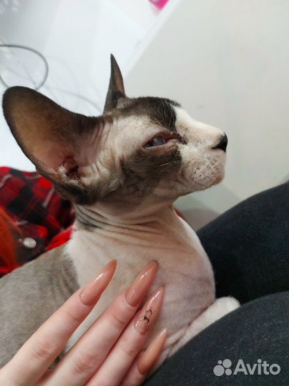 Ногти гель лак на дому