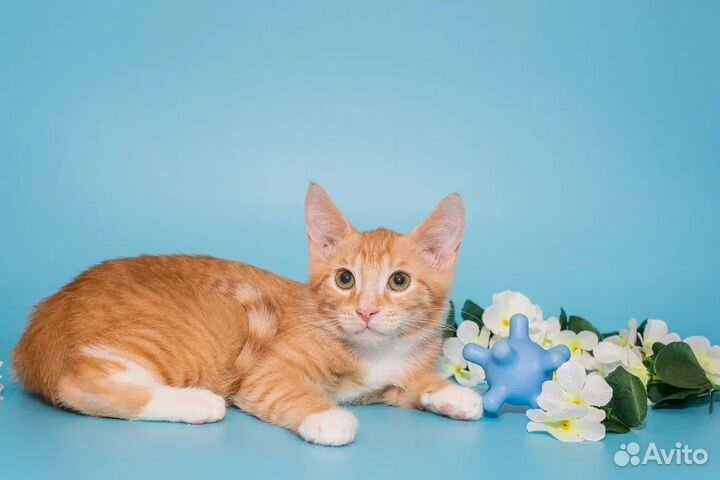 Котенок Оскар 3 мес ищет дом