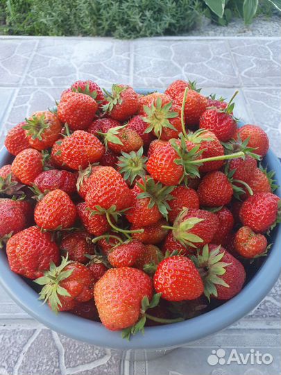 Клубника свежая