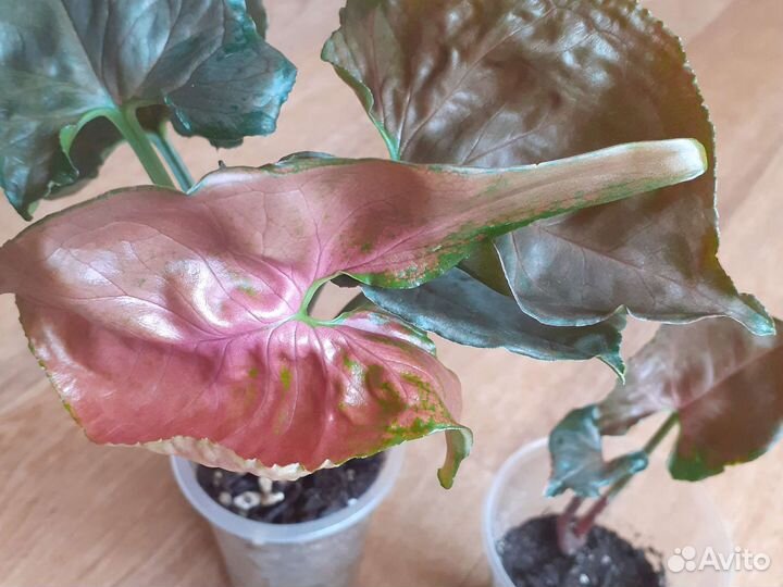 Комнатный цветок,клубничный лед