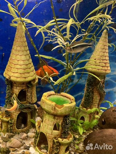 Продам аквариумных рыбок