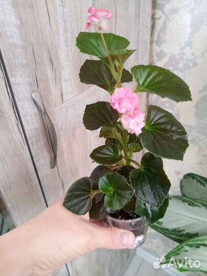 Бегонии, фиалки (сенполии)