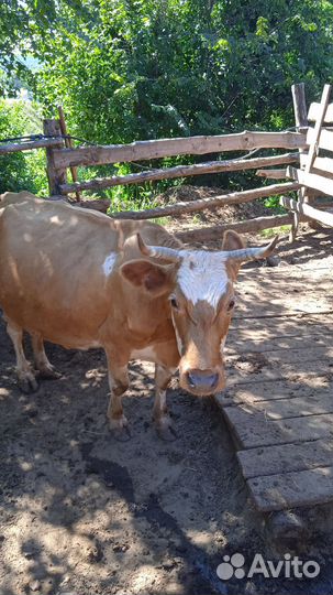 Корова стельная дойная