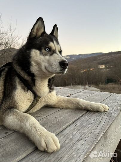 Сибирский хаски кабель для вязки