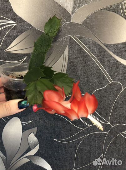 Декабрист красный,белый,ярко розовый с белым