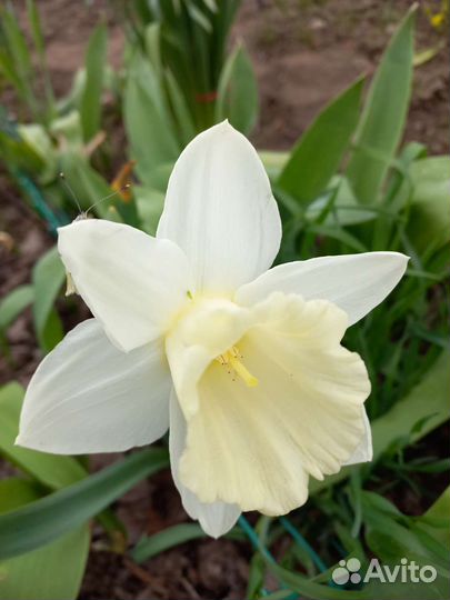 Луковицы нарциссов