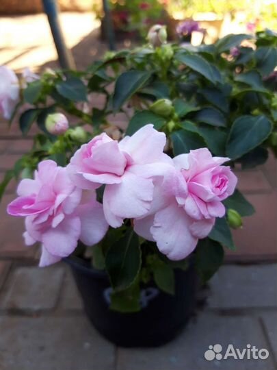 Бальзамины махровые