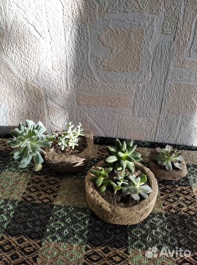 Горшки для суккулентов - имитация природного камня