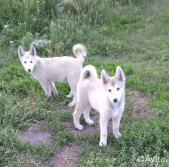 Щенки западно сибирской лайки