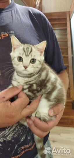 Британские котята