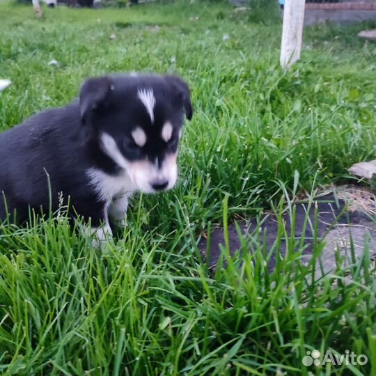 Собаки бесплатно в добрые руки щенки
