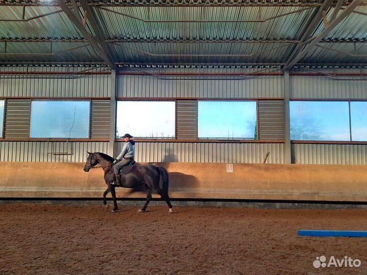 Лошадь в аренду