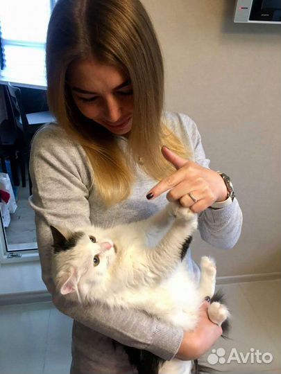 Котоняня, зооняня, кэтситтер (выезд на дом)