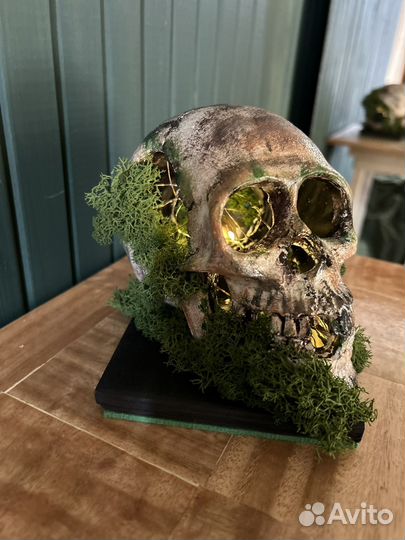 Череп во мху