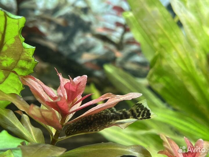 Сомики анциструсы