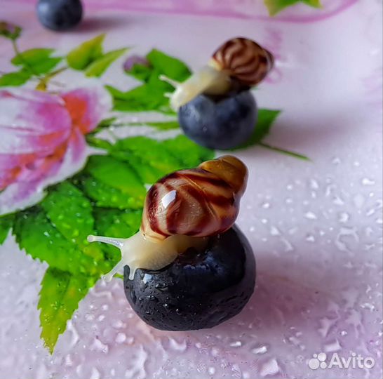 Улитки ахатина ретикулята