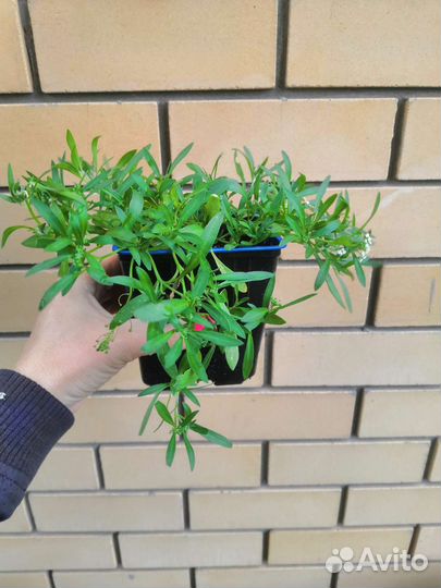 Алиссум вегетативный