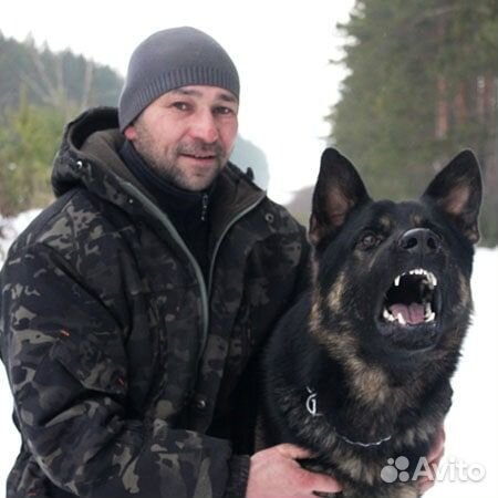 Идеальная собака-компаньон. Договор. Гарантия