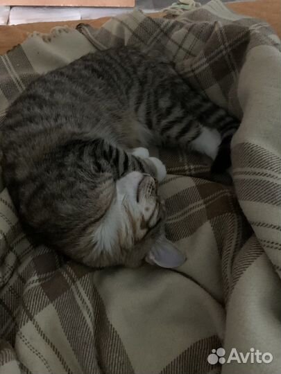 Кот в дар бесплатно