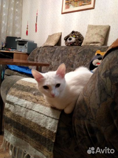 Отдам в хорошие руки