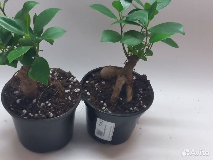 Фикус микрокарпа гинсенг