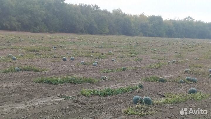 Тыква Арбуз