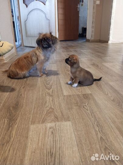 Метис пекинеса