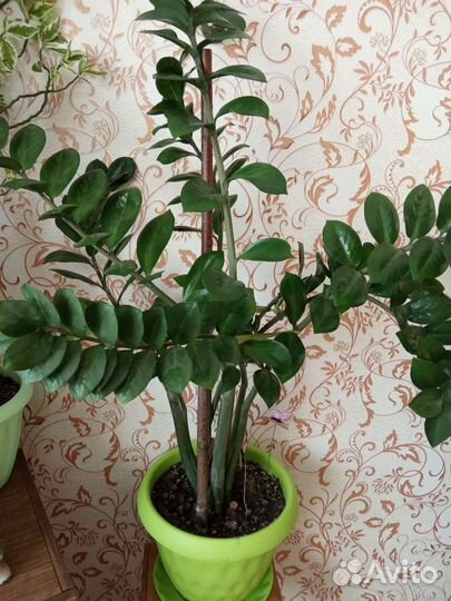 Замиокулькас