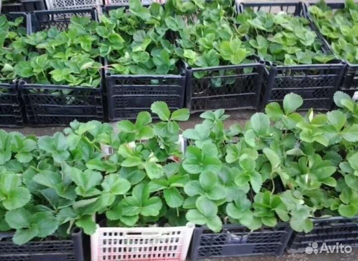 Рассада клубники Фестивальная