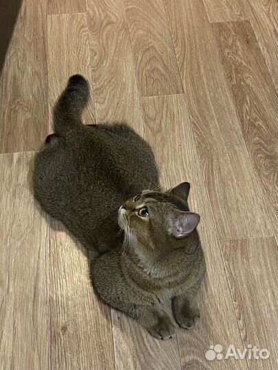 Шотландский кот на вязку (золотая шиншилла)