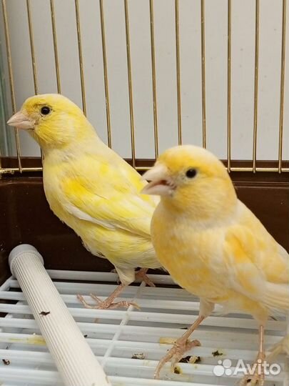 Кенар канарейка