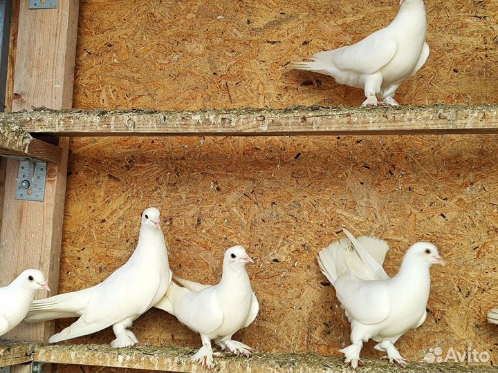 Белые голуби на Выпуск