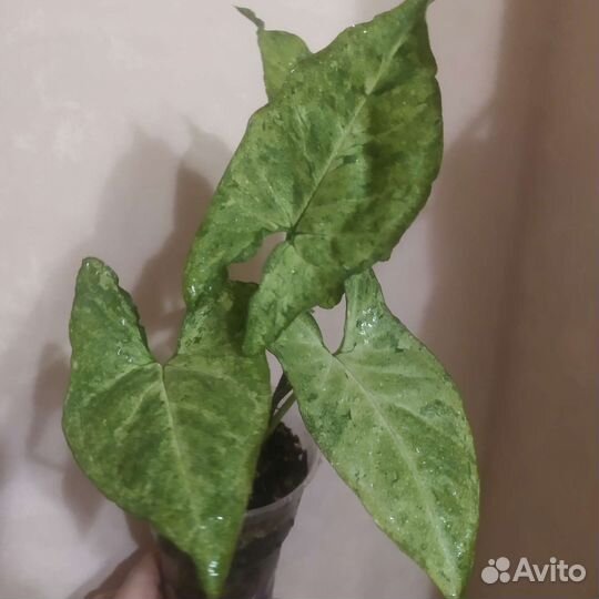 Сингониум Фриклес (Веснушки)