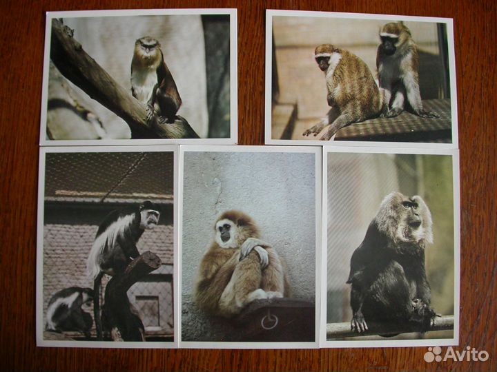 Открытки Флора и Фауна