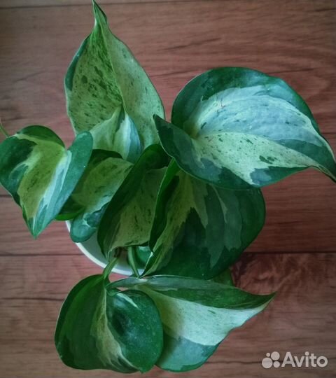 Эпипремнумы