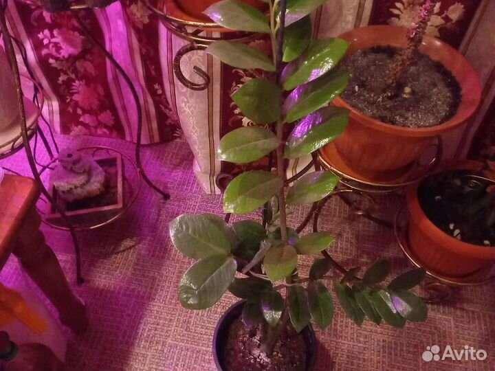 Замиокулькас