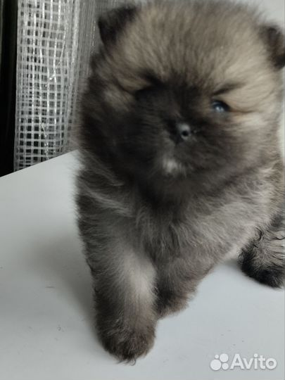 Щенки шпица