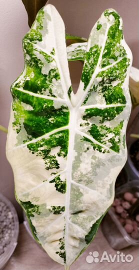 Алоказии разные, клубни