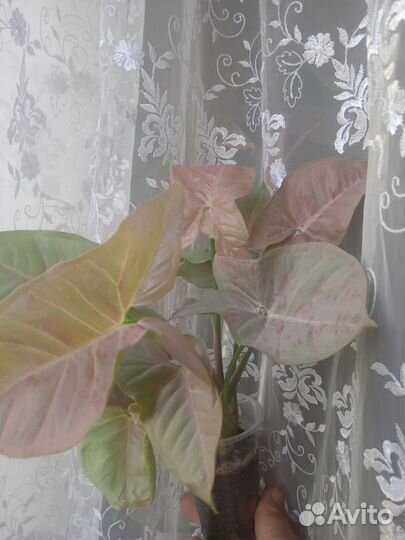 Сингониумы сортовые