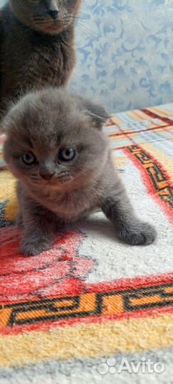 Шотландские котята