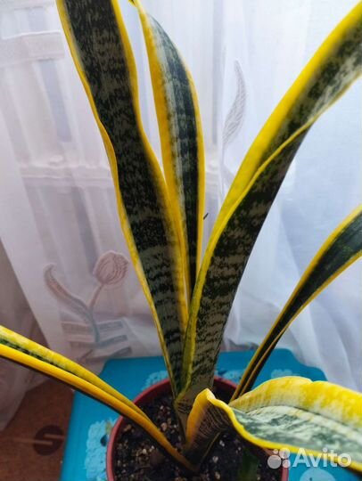 Сансевиерия сортовые