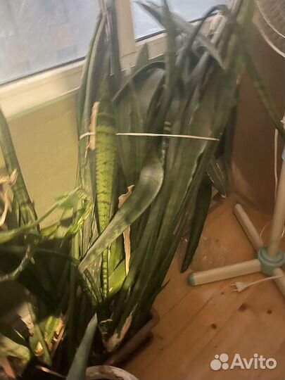 Кактус, тещин язык