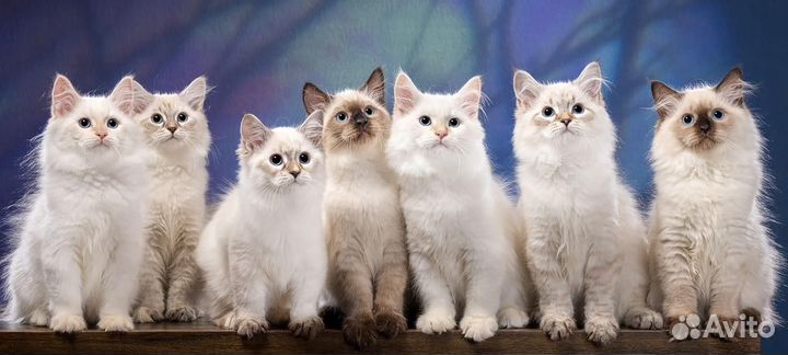 Породистые невачки