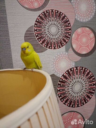 Волнистый попугай самец