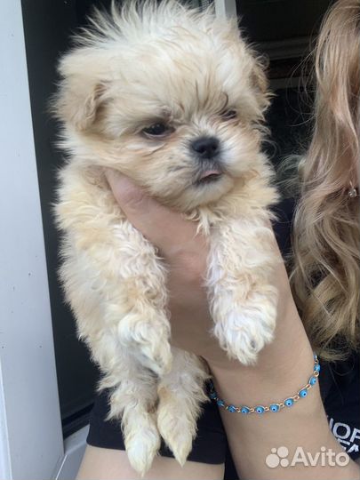 Мальтипу мини