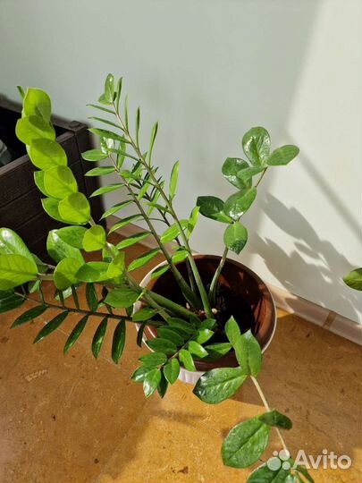 Замиокулькас