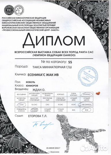 Вязка, Такса миниатюрная, кобель