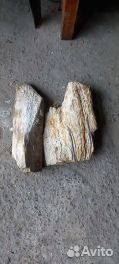 Окаменелое дерево