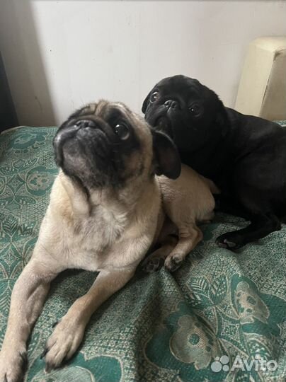 Щенки мопса