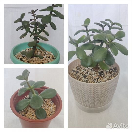 Суккуленты